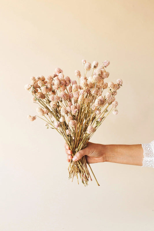 Blush Globe Amaranth