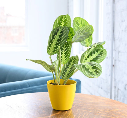 Lemon Lime Prayer Plant