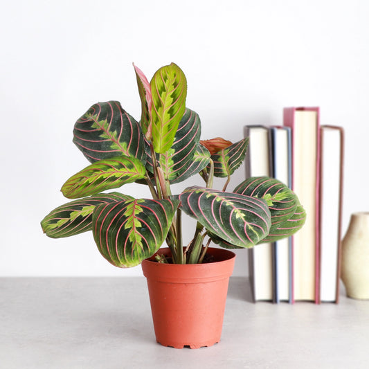 Red Prayer Plant