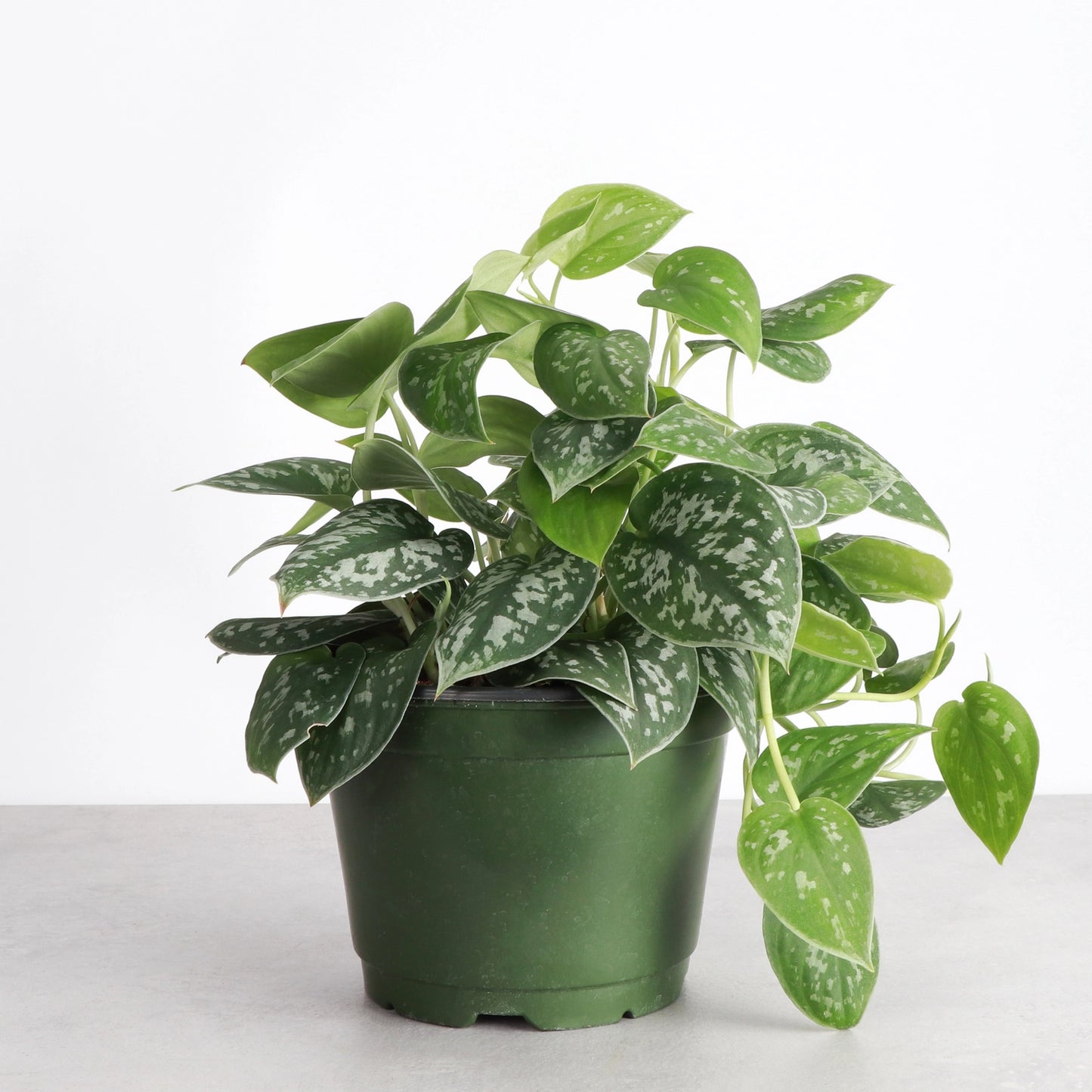 Satin Pothos